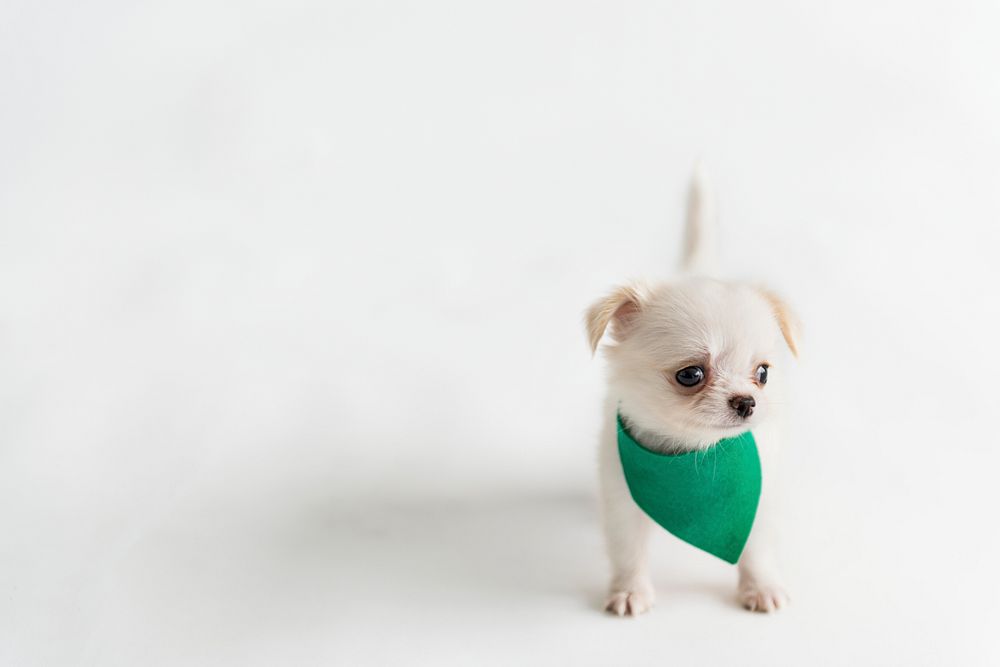 Cute Chihuahua puppy