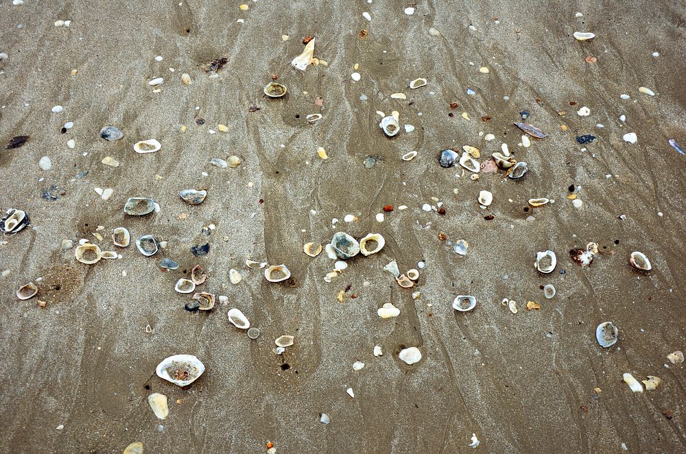 Nature Seashell Beach Sands Ocean