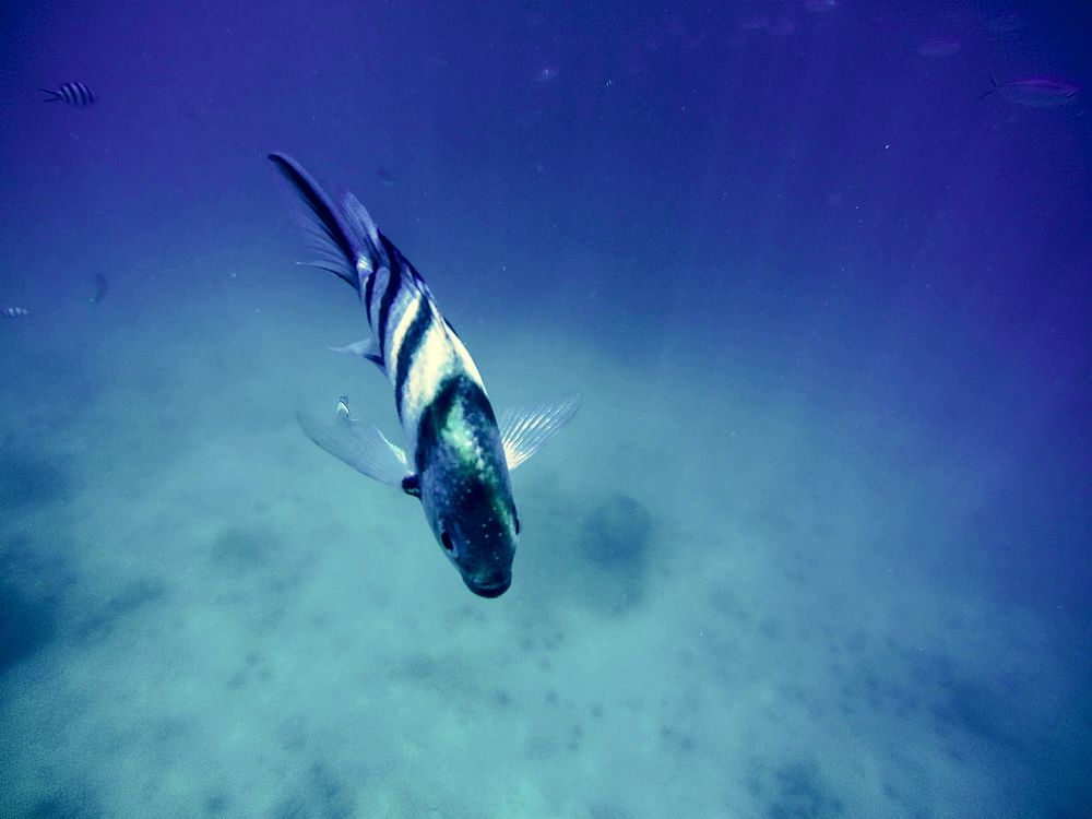 Underwater Fish Aquatic Wildlife