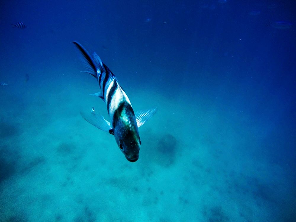 Lone fish in the sea