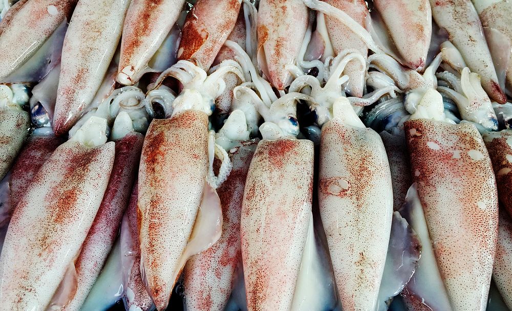 A bunch of squid