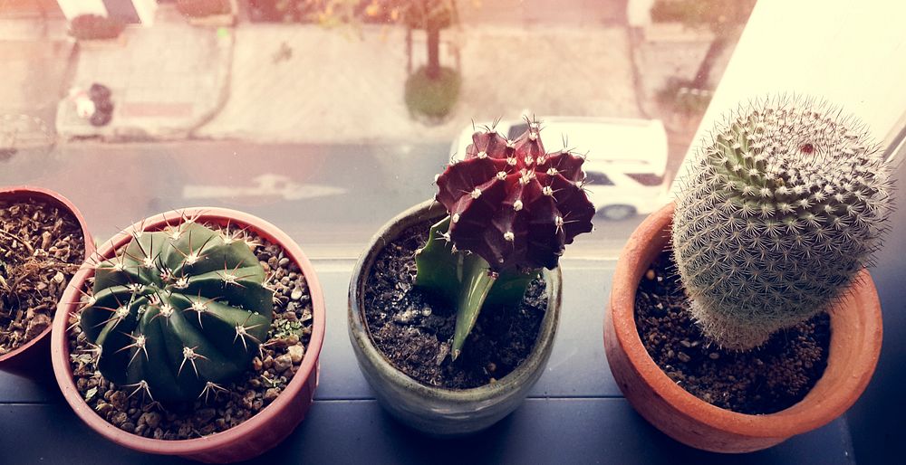 Cactus houseplant decoration on the window