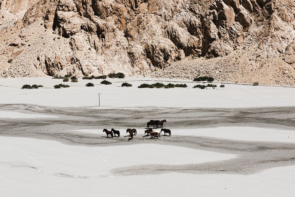 Wild horses in Ladakh India
