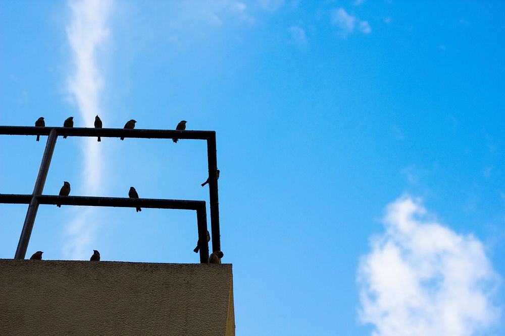 Rooftop Railings Birds Blue Sky