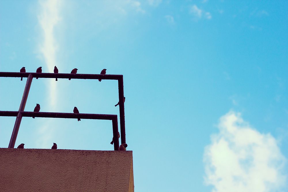 Rooftop Railings Birds Blue Sky