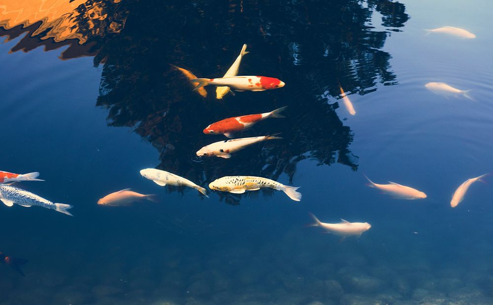 School of fancy carp swimming in the pond