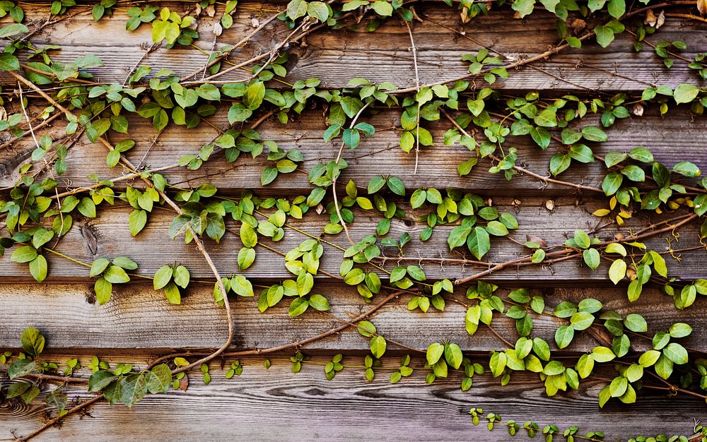 Climber plants with horizon wooden plank