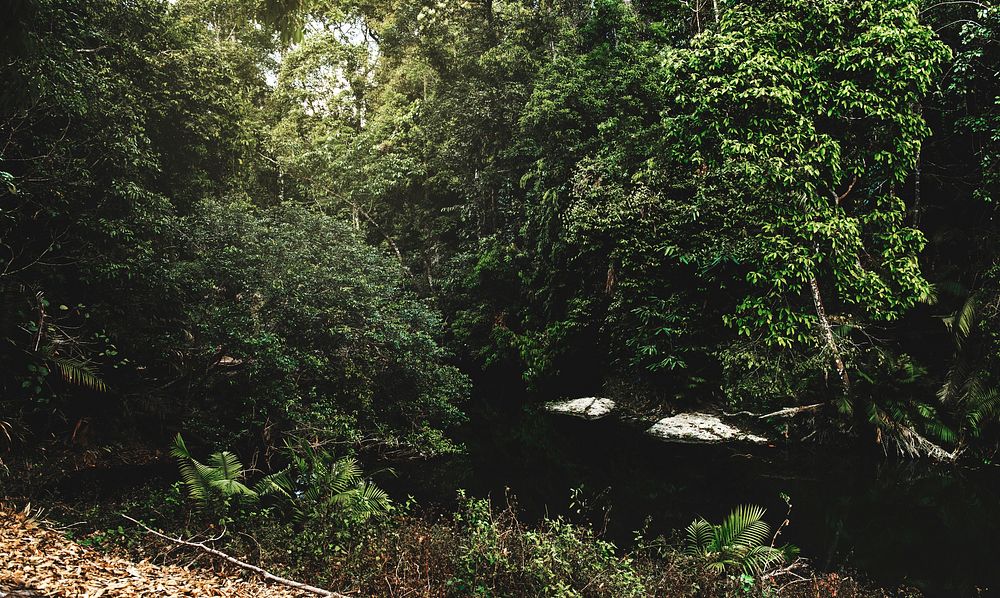 Water Stream in Tropical Jungle