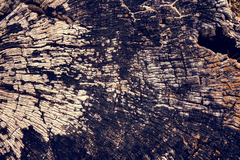 Old Cracked Bark Wooden Stump Timber Texture