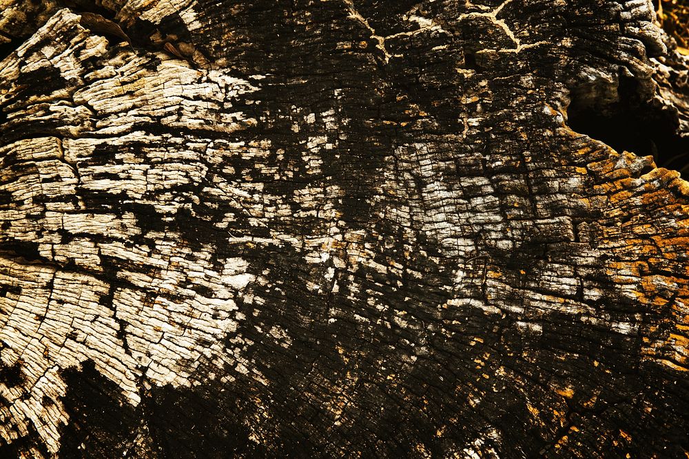 Old Cracked Wood Stump Timber Texture
