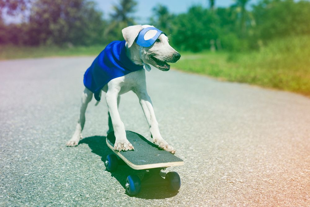 Dog Wear Superhero Costume on Skateboard