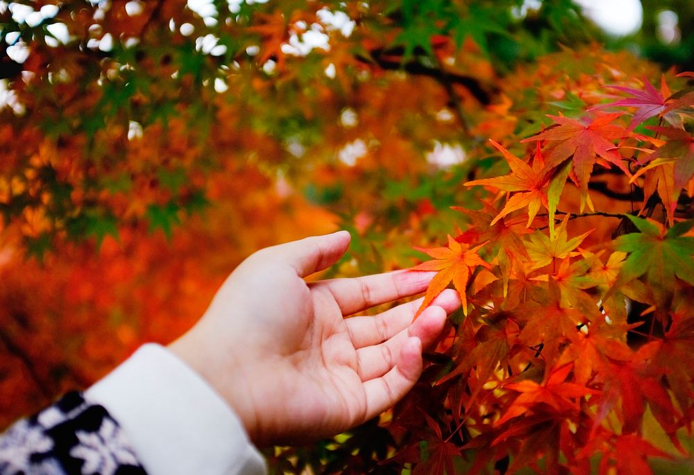Red leaves in Japan