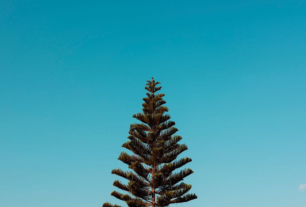 Norfolk Island Pine Tree with Sky View