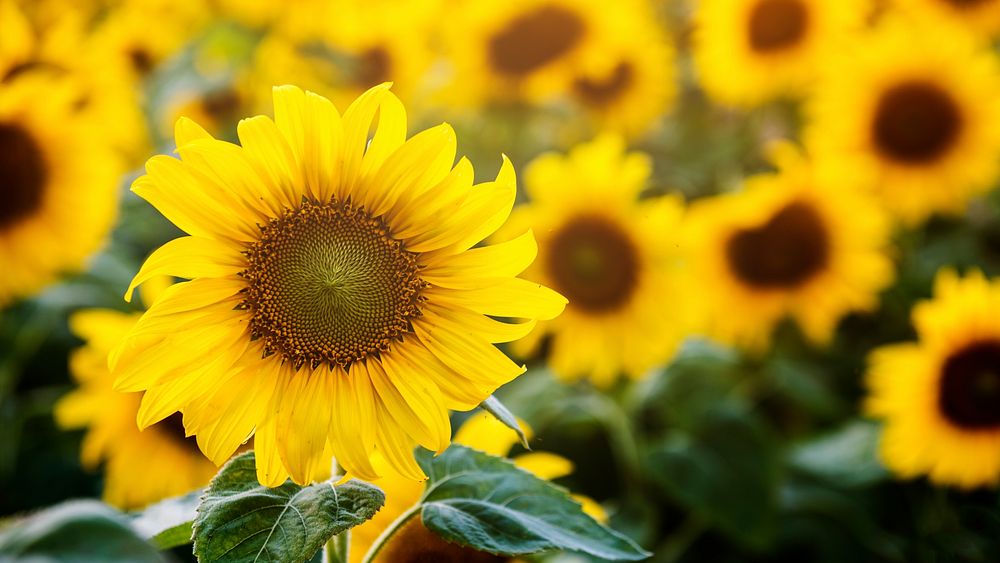 Sunflower desktop wallpaper spring background, beautiful HD image