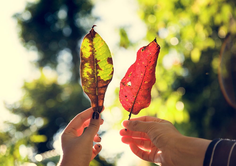 Human hand holding fallen leave in the woods