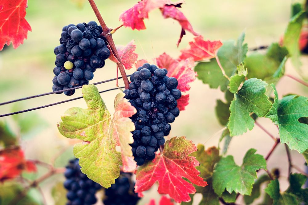 Grapes Hanging with Leaves in Vine Yard