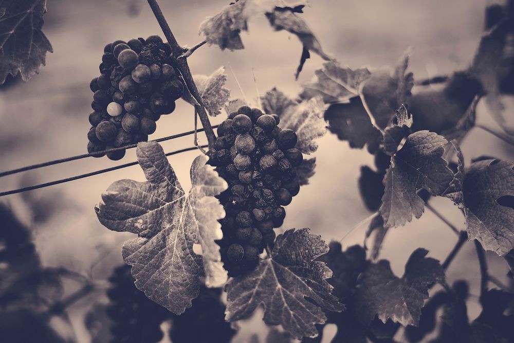 Grapes Hanging with Leaves in Vine Yard