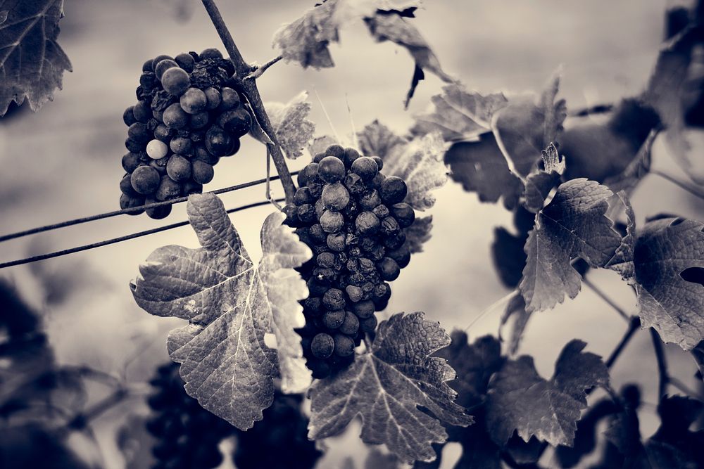 Grape Valley Wine Vineyard Branches