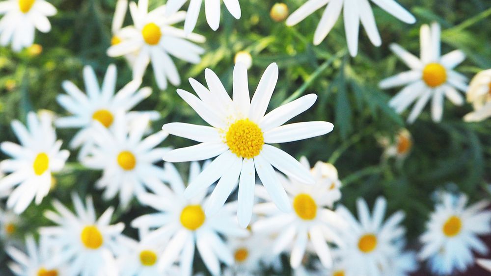White flower desktop wallpaper, daisy spring background