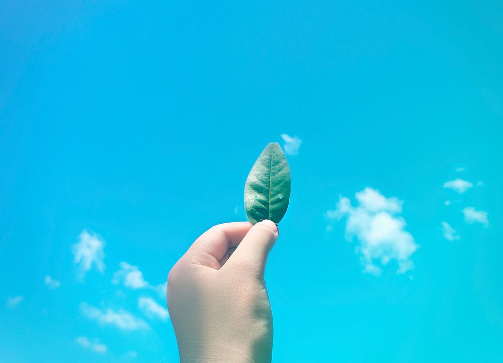 Hand Hold Show Leaf Up To Sky