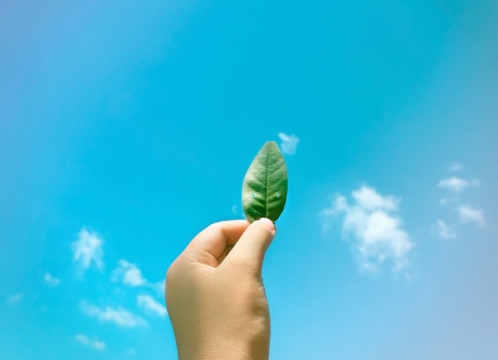 Hand Hold Show Leaf Up To Sky