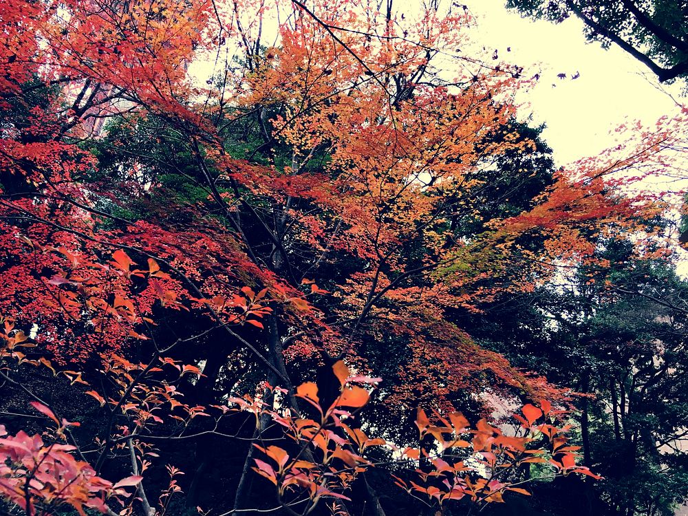 Autumn Red Leaves Nature Landscape