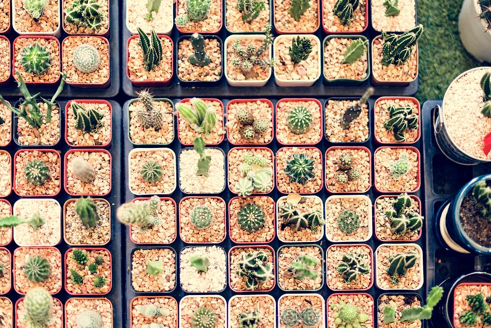 Cactus Houseplant Collection Decoration Set