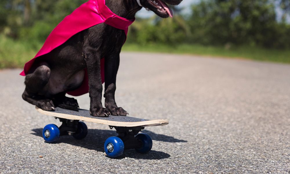 Dog Skateboard Street Canine Costume Pet