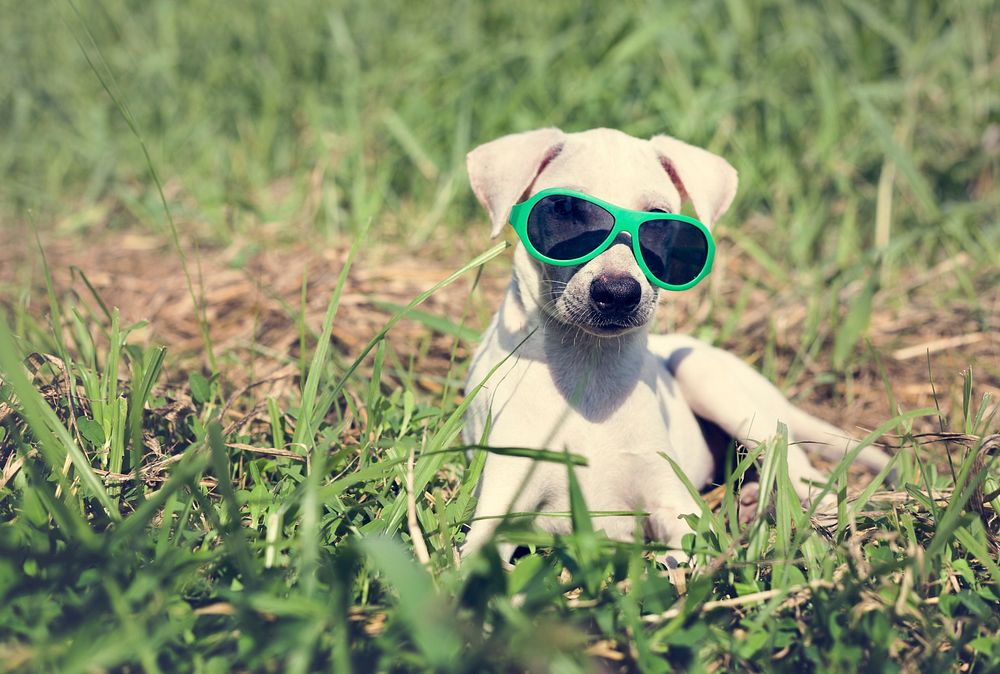 Dog Sunglasses Canine Breed Pet Greeting