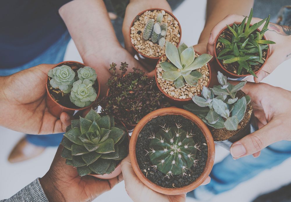 Diverse People Hands Hold Cactus Nature