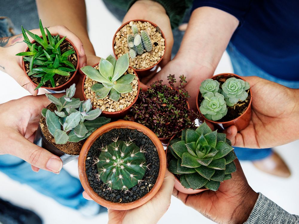People holding small cacti