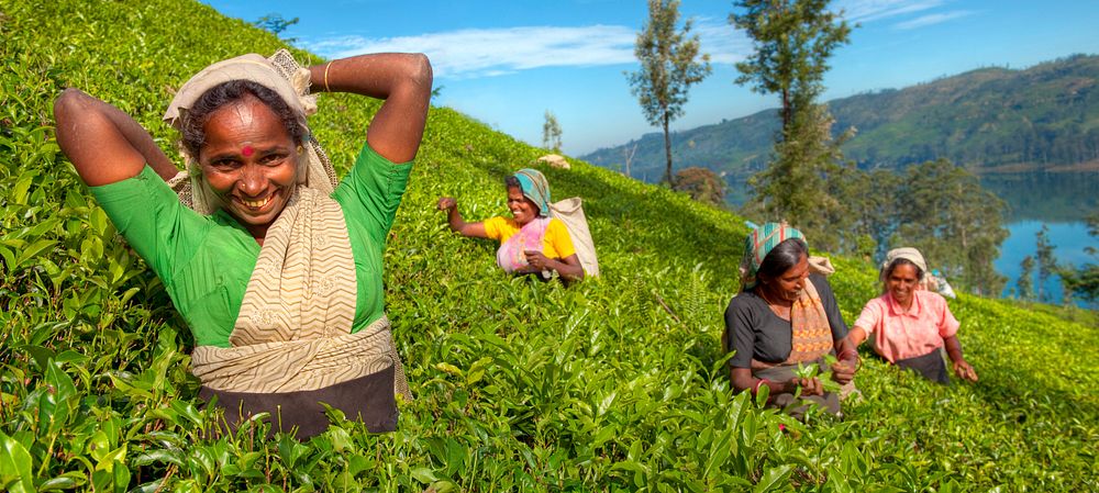 Tea pickers at a plantation in Sri Lanka