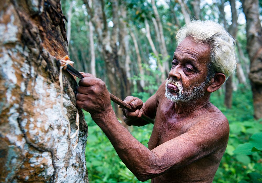 Rubber farmer at a plantation in Sri Lanka