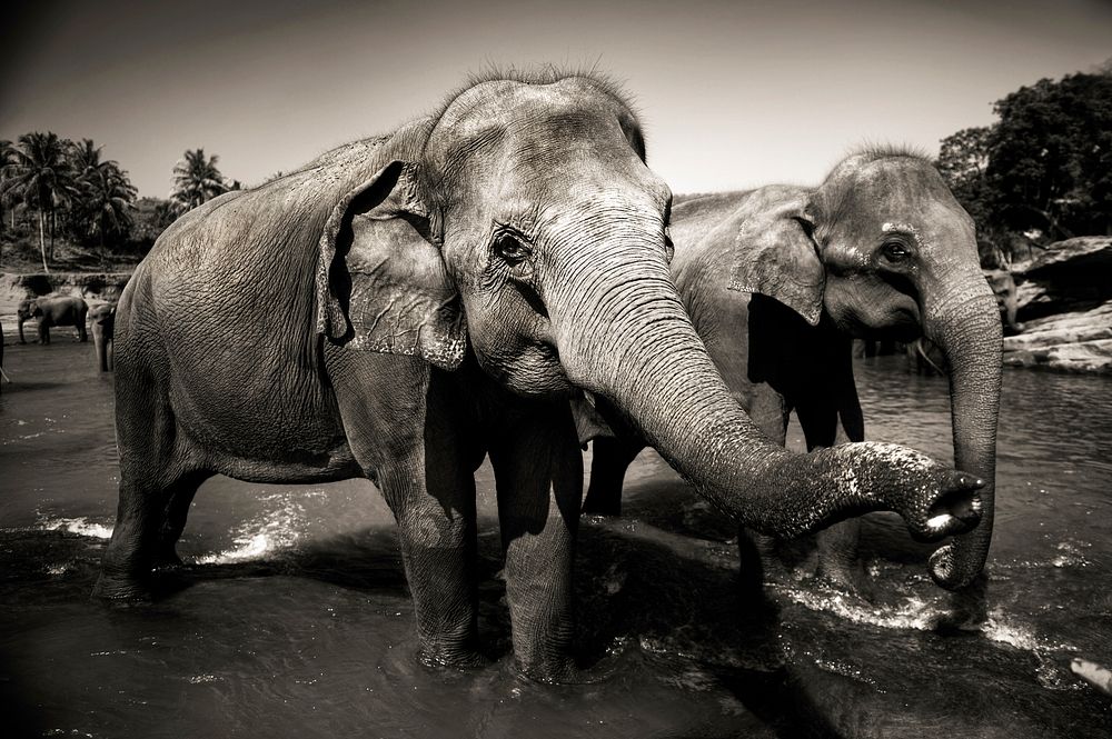 Sri Lankan elephants.