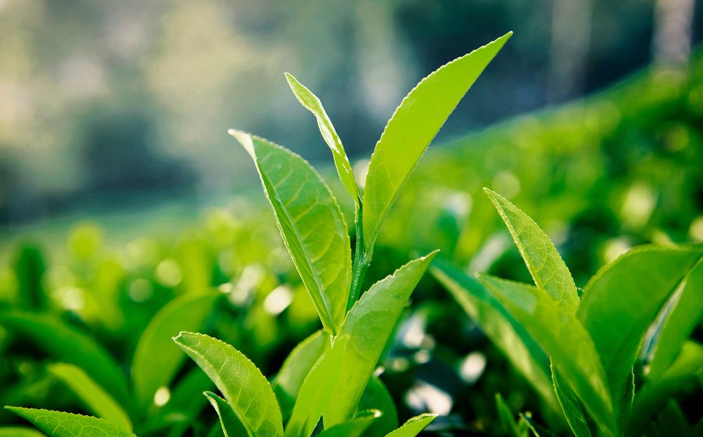 Green tea leaves in Sri Lanka.