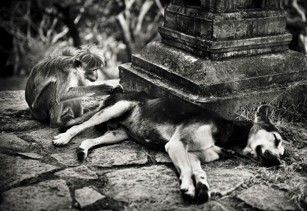 Monkey grooming a dog in a Sri Lankan temple