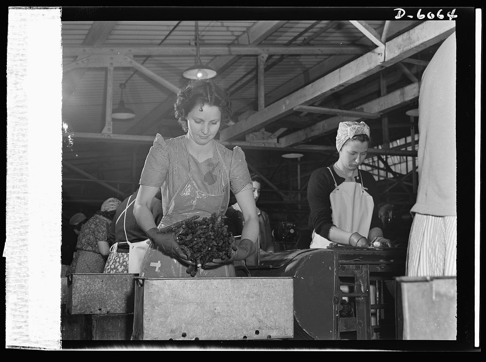 Women in war. Summer canning workers. Food to make America strong. Women near Rochelle, Illinois, many of them…