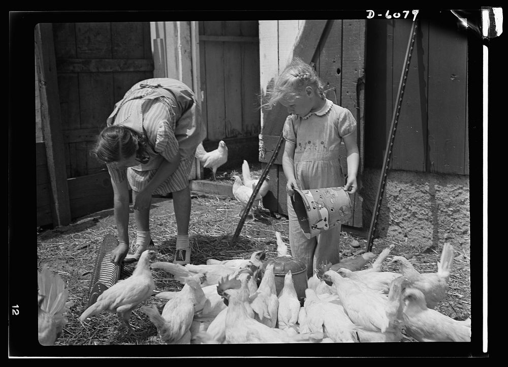 Agriculture. Women on farms. Induction of much of America's manpower into the armed forces brings increased activity to U.S.…
