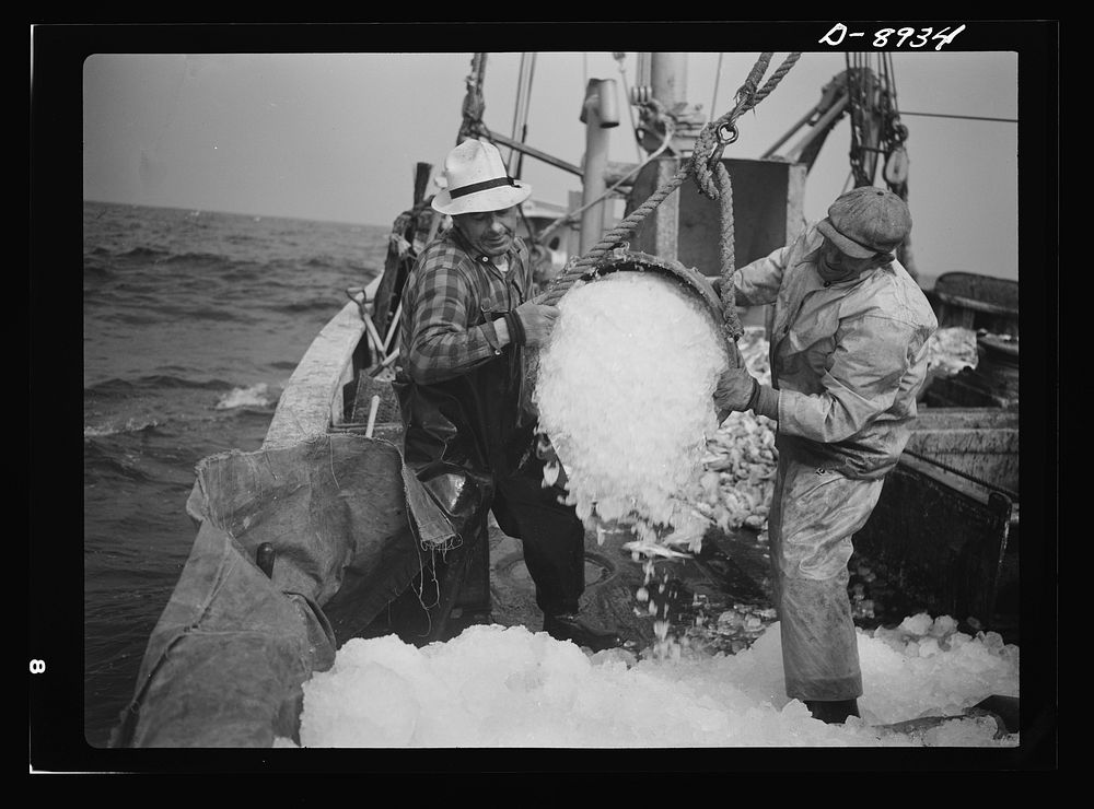Victory food from American waters. Crew members throw overboard excess ice from Old Glory's hold. Fishmen allow a proportion…