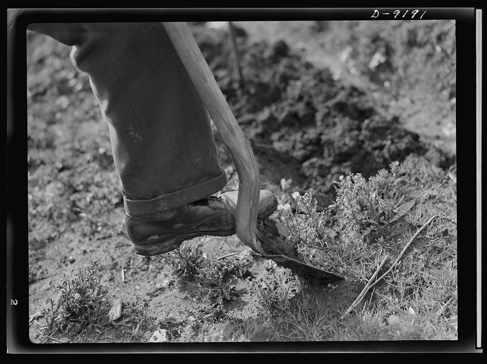 Victory Gardens--for family and country. First step in preparing ground for a Victory Garden is to turn the soil. It is well…