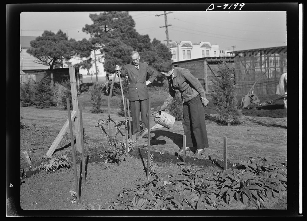 Victory Gardens--for family and country. Frequent watering of the Victory Garden is necessary during the early stages of…