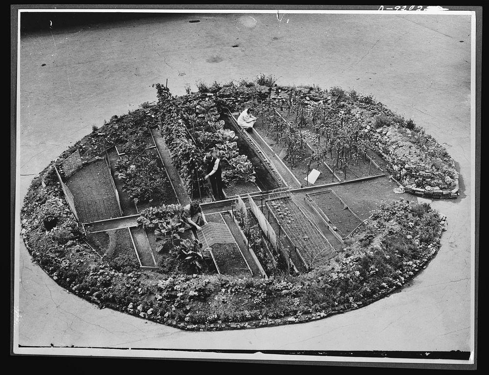 Victory Gardens--for family and country. A thriving Victory Garden--not on an island, but in a London bomb crater, close to…