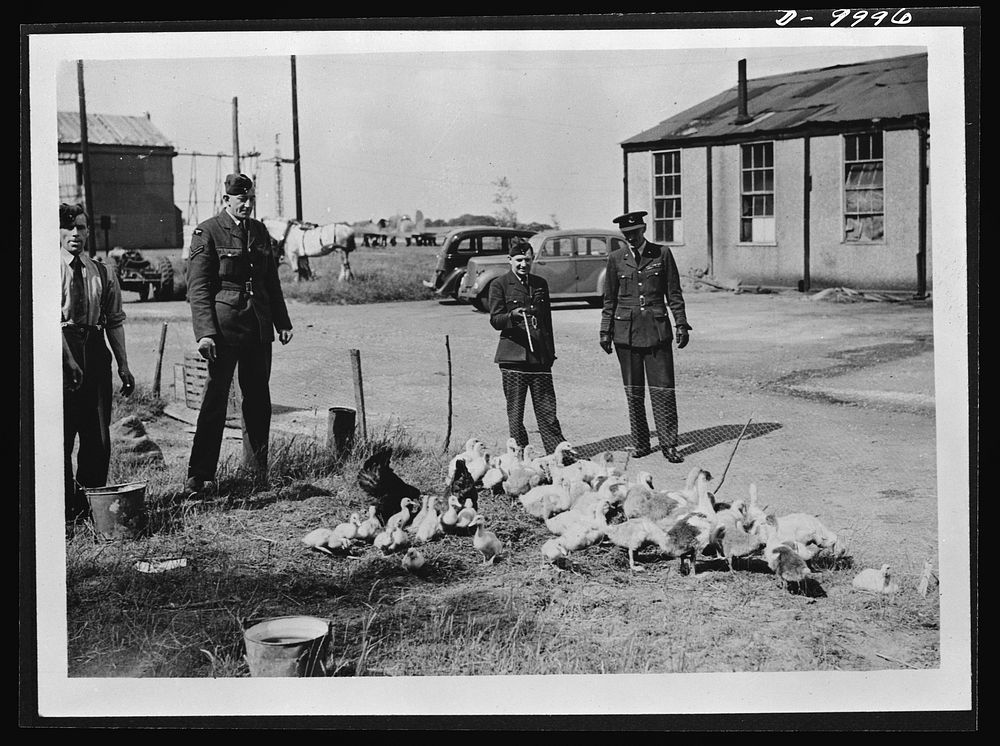Food in England. A squadron leader and a corporal look over some of the hundreds of chickens and ducks raised on an Royal…