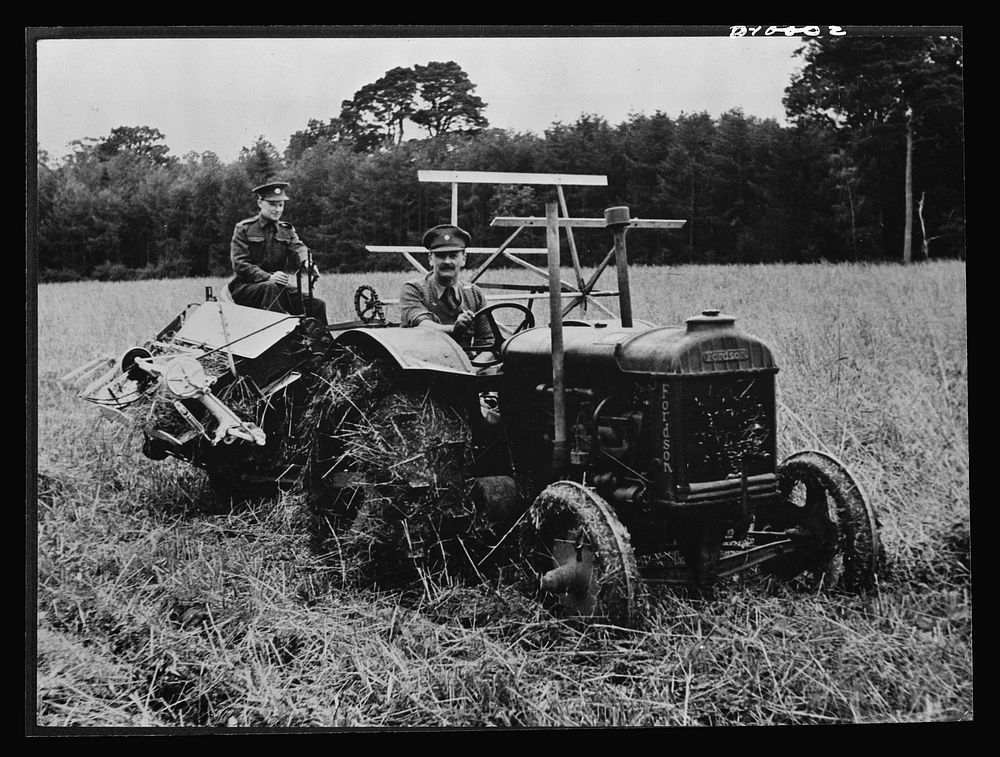 Food in England. Soldiers in Northern Ireland work with a tractor and harvester to cut a ten-acre field of oats. Many…