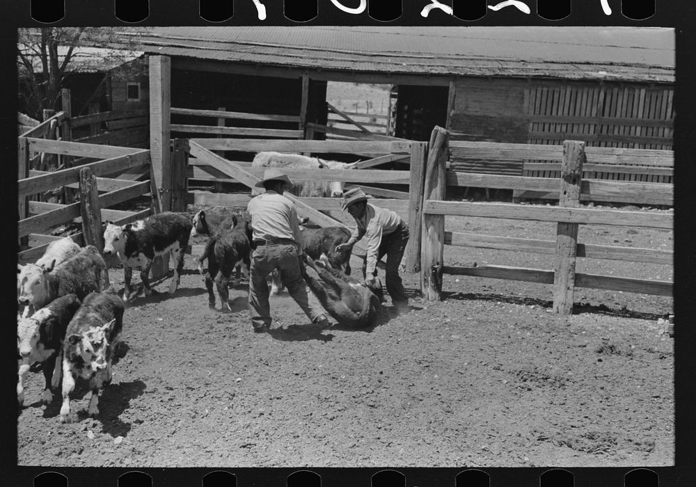 Throwing a calf in corral for branding. Cattle ranch near Marfa, Texas by Russell Lee