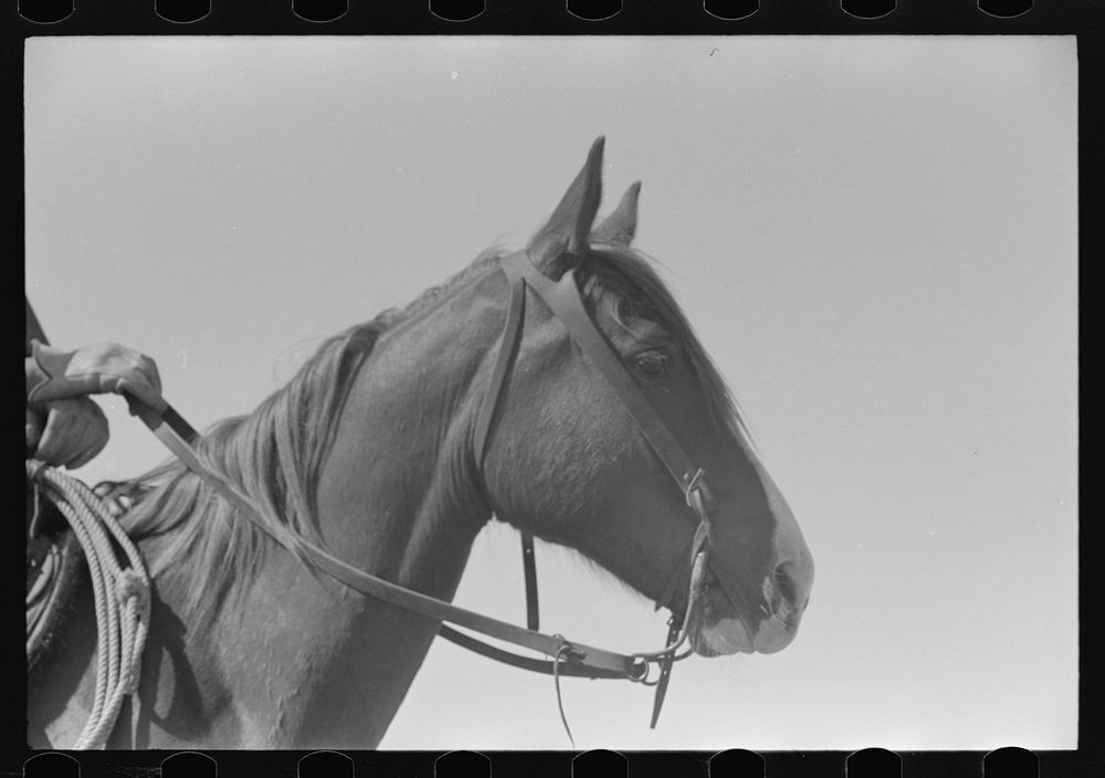 Horse's head. Notice cowboy gloves. Cattle ranch near Spur, Texas by Russell Lee