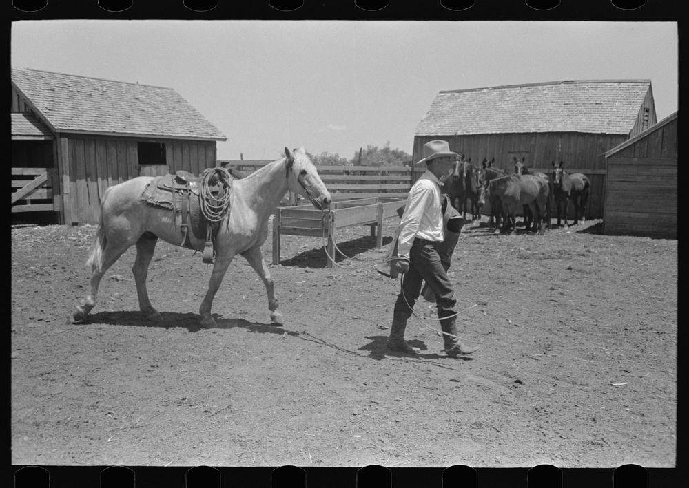 Cowboy leading horse which he has just saddled. Cattle ranch near Spur, Texas by Russell Lee