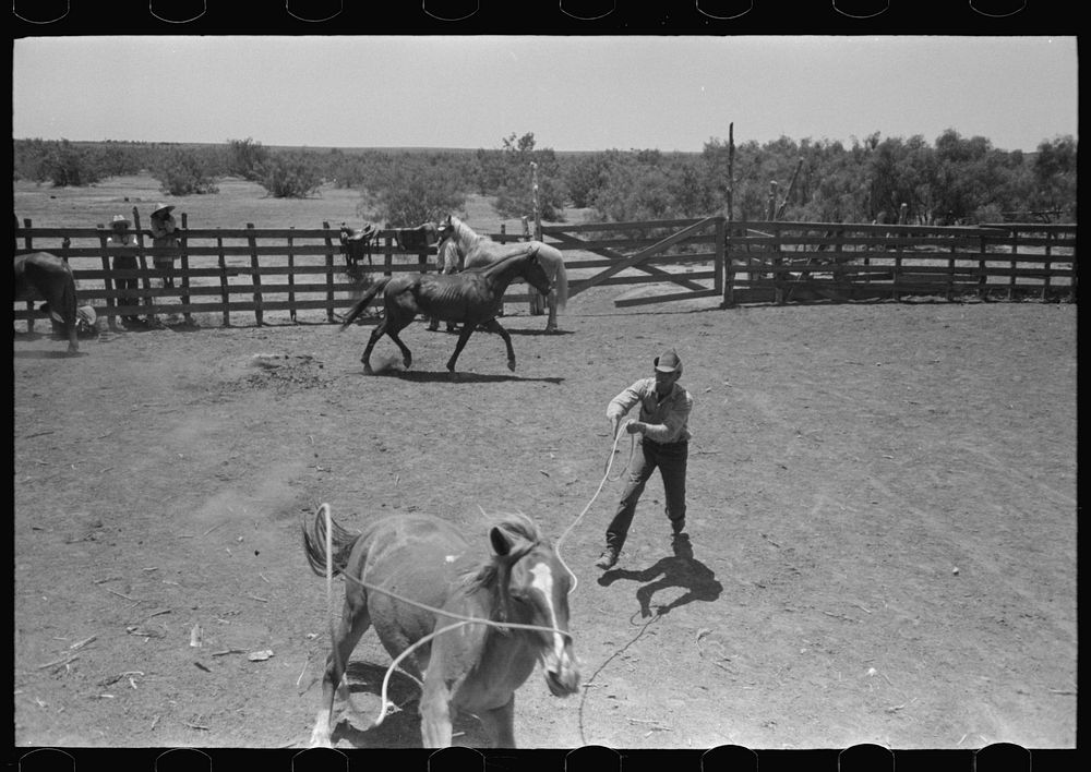 [Untitled photo, possibly related to: Horses in the corral. Cowboy about to rope one of them. Cattle ranch near Spur, Texas]…