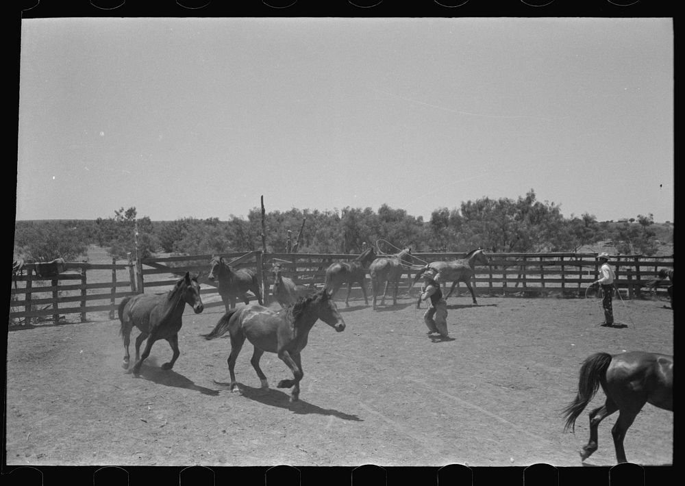 Horses in the corral. Cowboy about to rope one of them. Cattle ranch near Spur, Texas by Russell Lee
