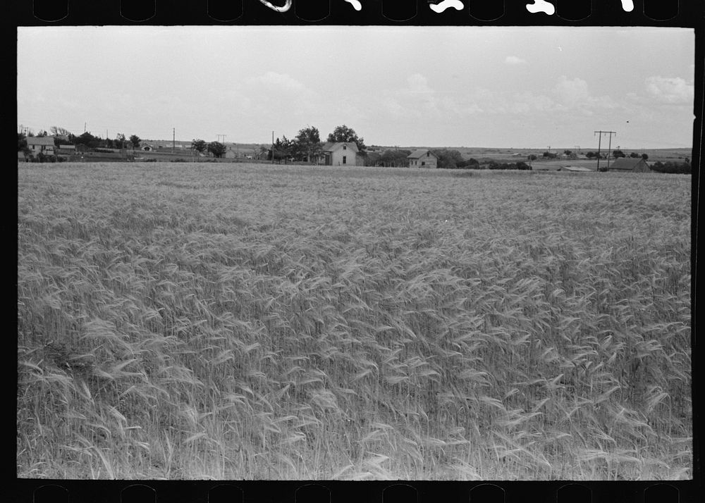 Field of wheat near Hydro, Oklahoma by Russell Lee